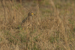 Vanellus senegallus