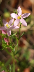 Centaurium pulchellum