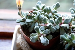 Faucaria
