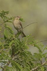 Gymnoris superciliaris