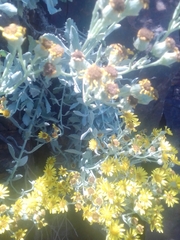 Senecio crassiflorus