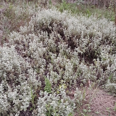 Helichrysum panduratum
