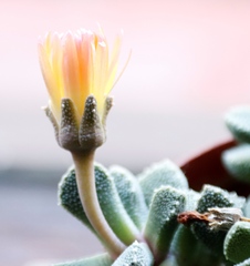 Faucaria