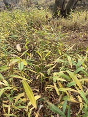 Chasmanthium latifolium
