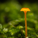 Orange Moss Agaric - Photo (c) Alexis, some rights reserved (CC BY), uploaded by Alexis