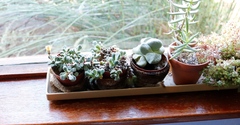 Faucaria