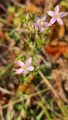 Centaurium pulchellum