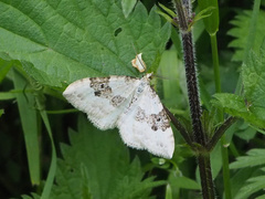 Xanthorhoe montanata