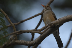 Turdus libonyana
