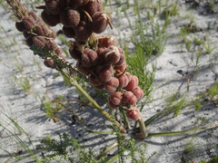 Trachyandra hirsutiflora