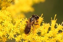 Odontalictus