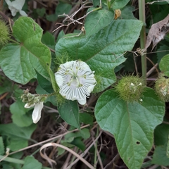 Passiflora