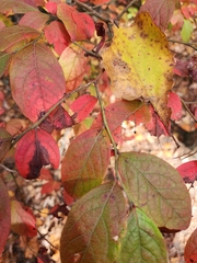 Vaccinium stamineum