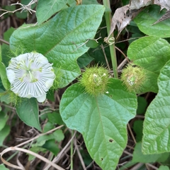 Passiflora
