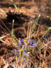 Ionactis linariifolia
