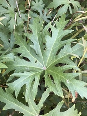 Napaea dioica