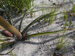 Trachyandra hirsutiflora