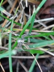 Philodromus aureolus