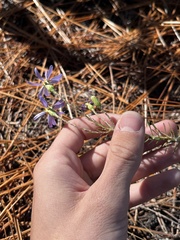 Ionactis linariifolia