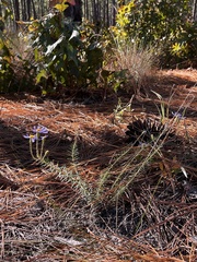 Ionactis linariifolia