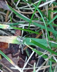 Philodromus aureolus