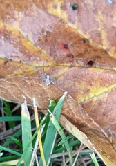 Philodromus aureolus