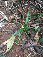 Hypoxis decumbens