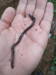 Siphonops hardyi