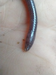 Siphonops hardyi