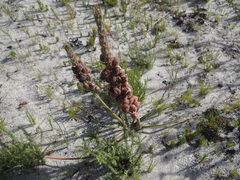 Trachyandra hirsutiflora