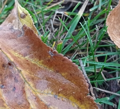 Philodromus aureolus