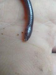 Siphonops hardyi