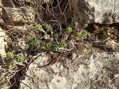 Sedum urvillei