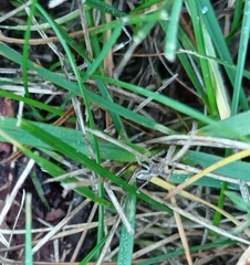 Philodromus aureolus