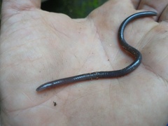 Siphonops hardyi