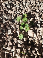 Geranium rotundifolium