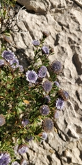 Globularia alypum