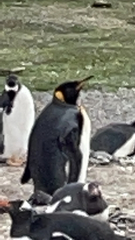 Aptenodytes patagonicus