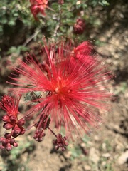 Calliandra eriophylla