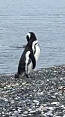 Spheniscus magellanicus