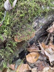 Inonotus hispidus