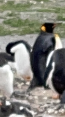 Aptenodytes patagonicus