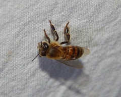 Apis mellifera scutellata