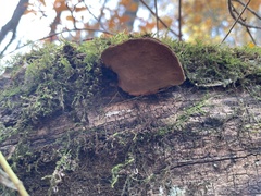 Inonotus hispidus