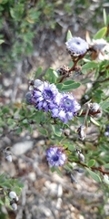 Globularia alypum