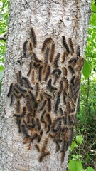 Lymantria dispar dispar