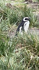 Spheniscus magellanicus
