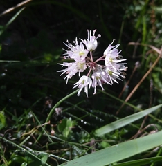 Allium ericetorum