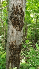 Lymantria dispar dispar