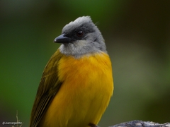 Eucometis penicillata